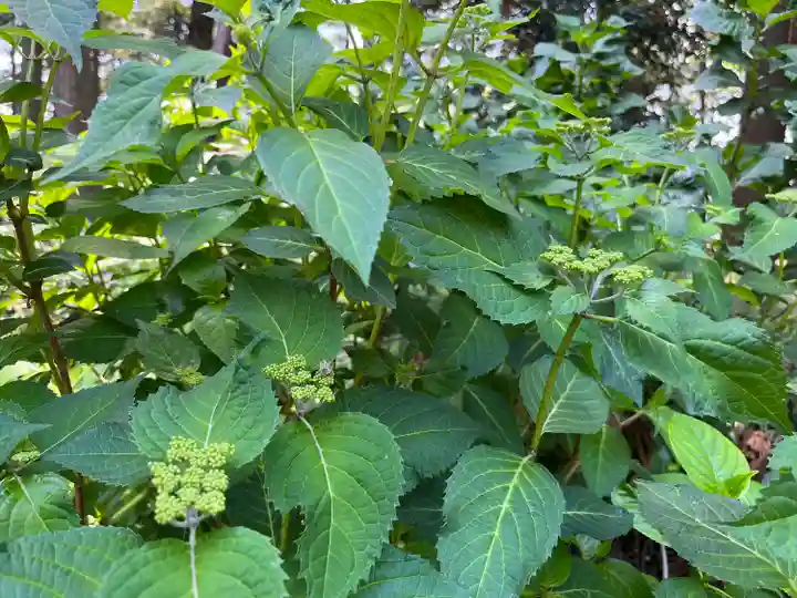 磯山神社(栃木県)