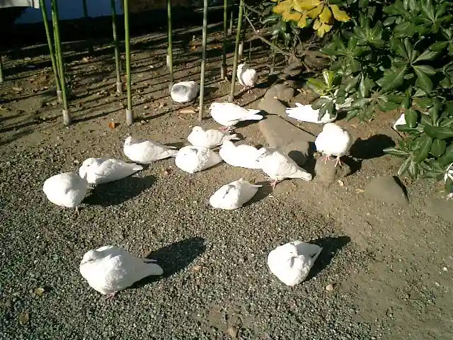 旗上弁財天社の動物