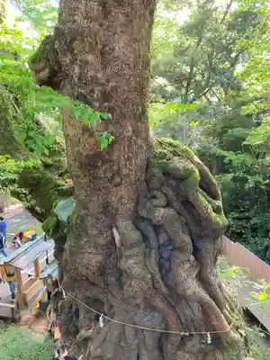來宮神社(静岡県)