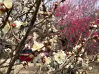 岡崎天満宮(愛知県)