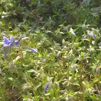 寿量山 速成寺(奈良県)