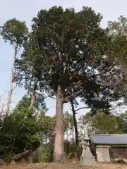 熊野神社の自然