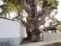 旧府神社の自然