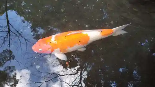 來宮神社の動物