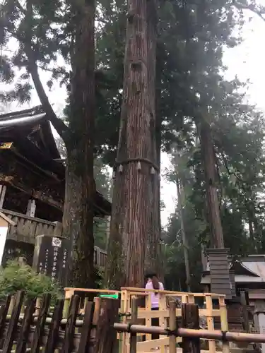 三峯神社の自然