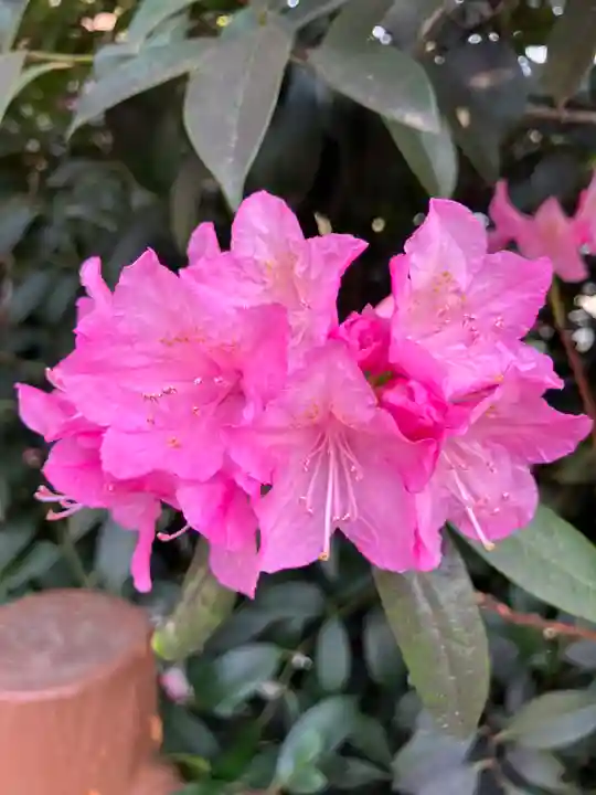櫻木神社(千葉県)