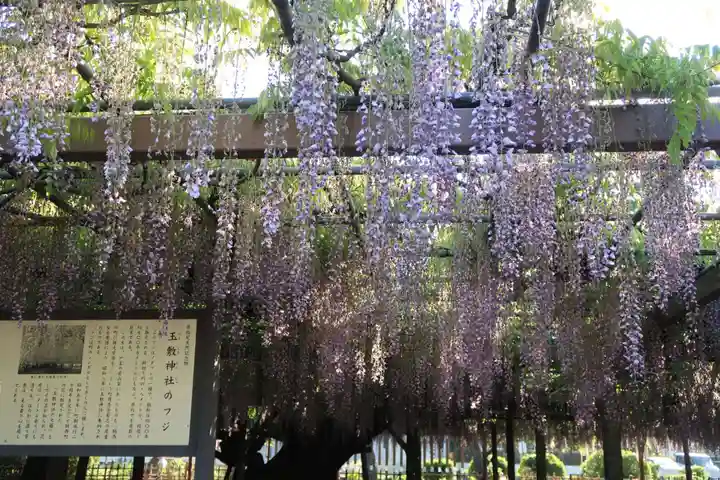 玉敷神社の自然