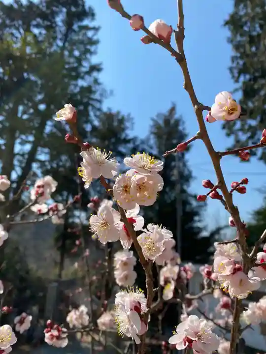 思金神社の自然