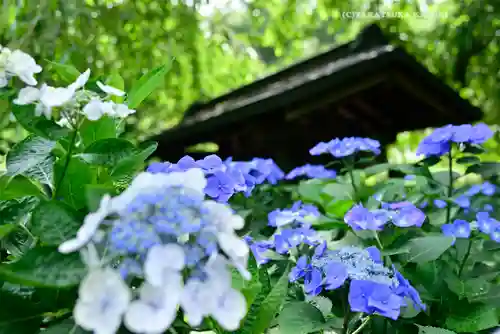 明月院(神奈川県)