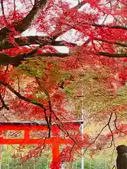 賀茂神社の自然