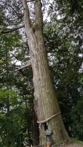 阿久津「田村神社」（郡山市阿久津町）旧社名：伊豆箱根三嶋三社(福島県)
