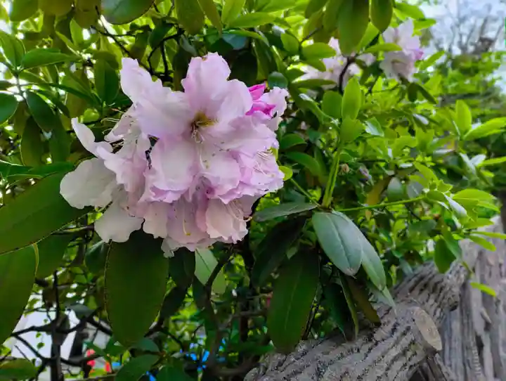 東長谷寺 薬王院(東京都)