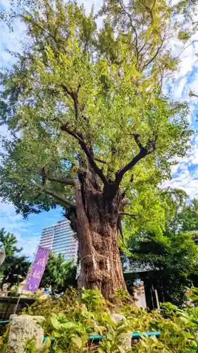 磐井神社の自然