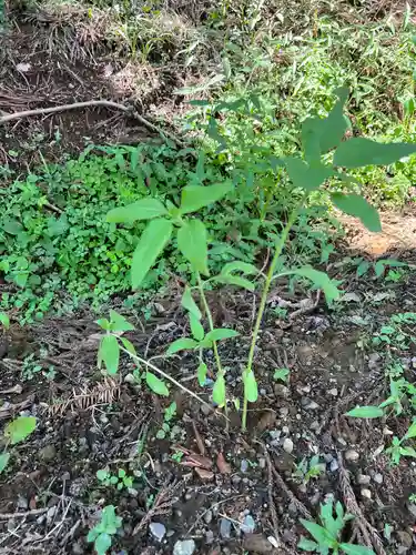 大宮温泉神社の自然