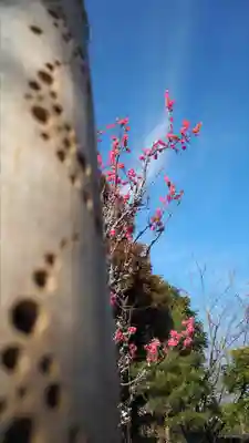 高家神社(千葉県)