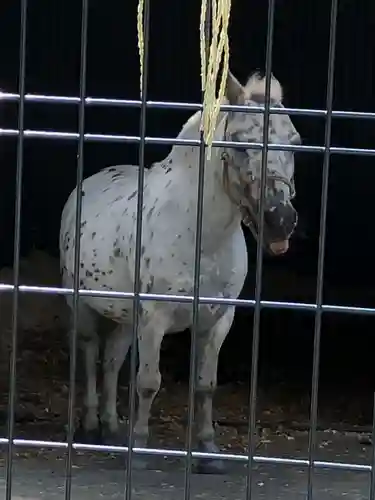 五方山熊野神社の動物