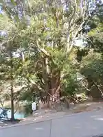 安房神社(千葉県)