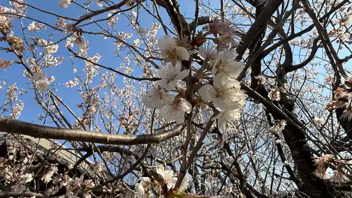 秩父札所十三番 慈眼寺(埼玉県)