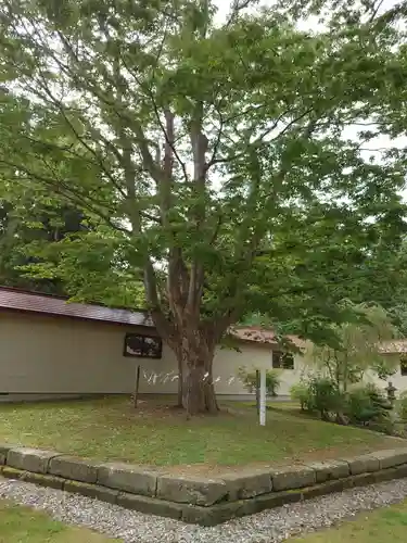 仁木神社の自然