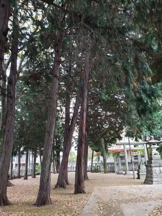 中村八幡神社の自然