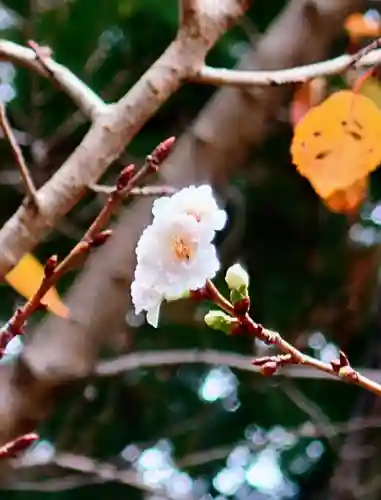 立志神社の自然