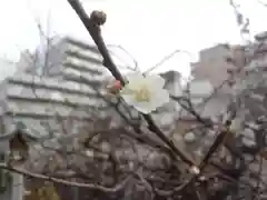 湯島天満宮の自然