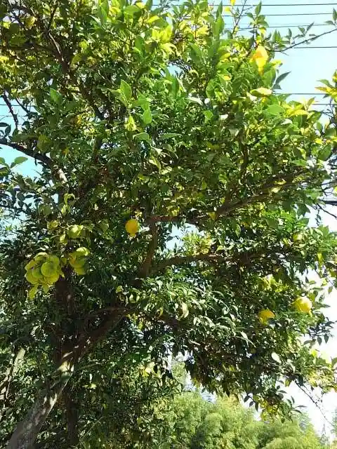 金乗院放光寺の自然