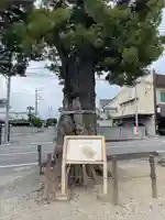 前玉神社(埼玉県)
