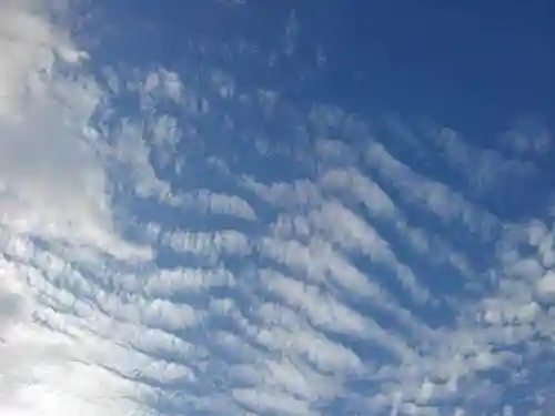 成田山深川不動堂（新勝寺東京別院）の自然