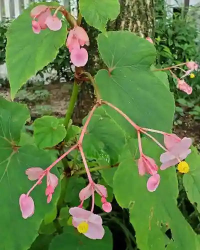 沙沙貴神社の自然