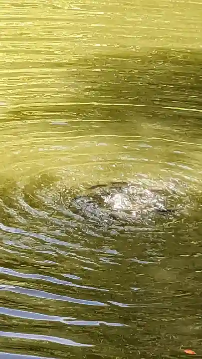 伊太祁曽神社(和歌山県)
