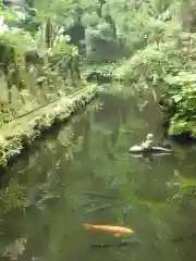 長安寺の動物