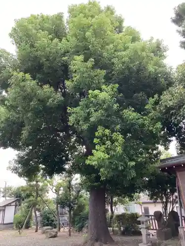 真土神社(神奈川県)