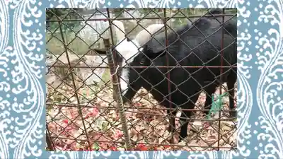 賀茂別雷神社(栃木県)