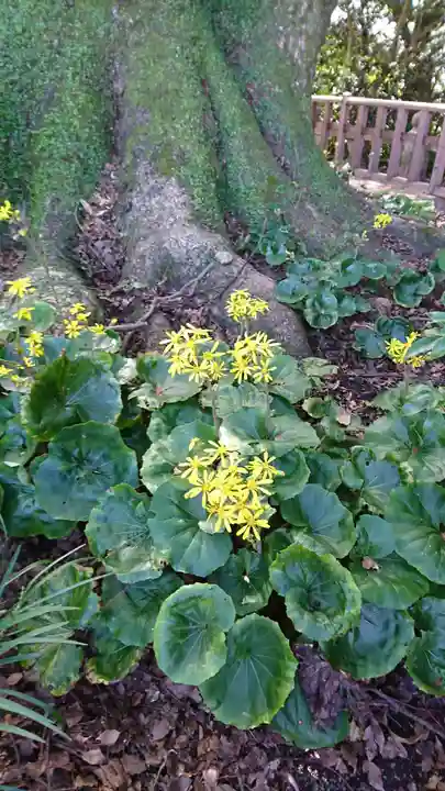 高良大社の自然