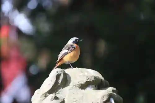 豊景神社の動物