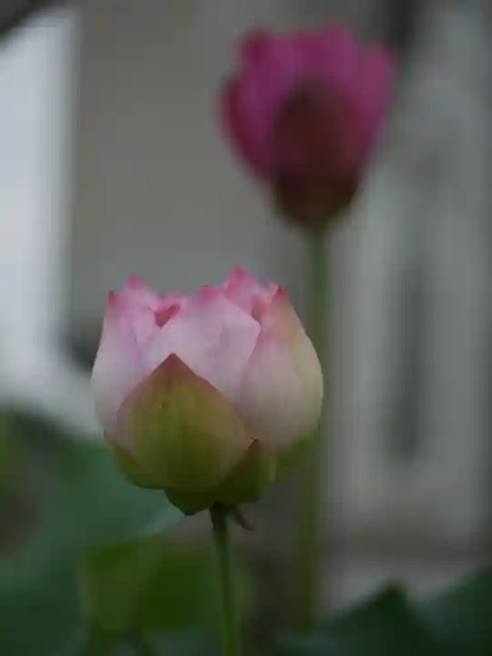 極楽山 浄土寺の自然