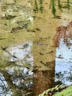 函館八幡宮の動物