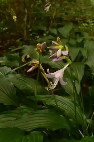 龍王神社(愛媛県)