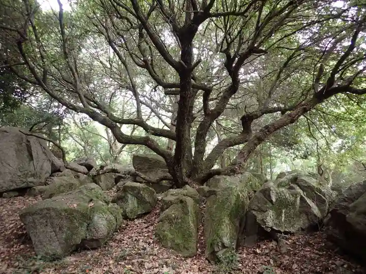 國分八幡宮の自然