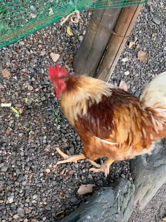 熱田神宮の動物