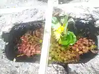 阿智神社の手水舎