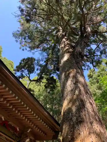 八乙女根尾神社の自然