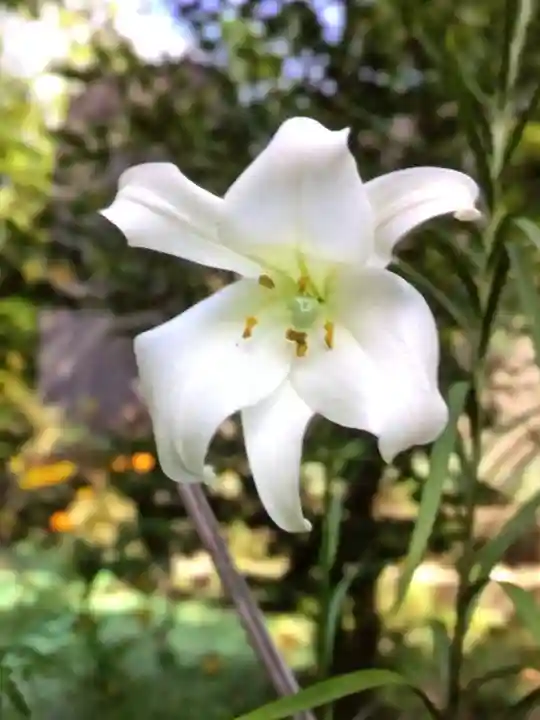 鷺宮八幡神社(東京都)