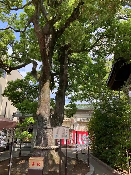 溝口神社の自然