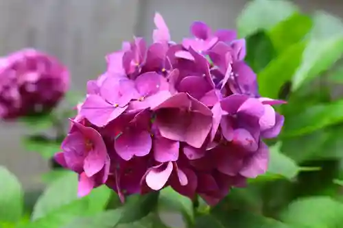 三津厳島神社の自然