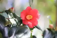 田村神社の自然