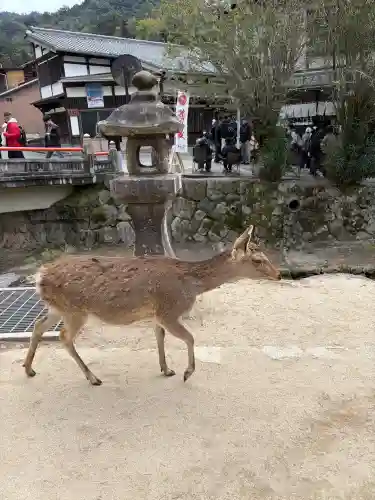 厳島神社(広島県)