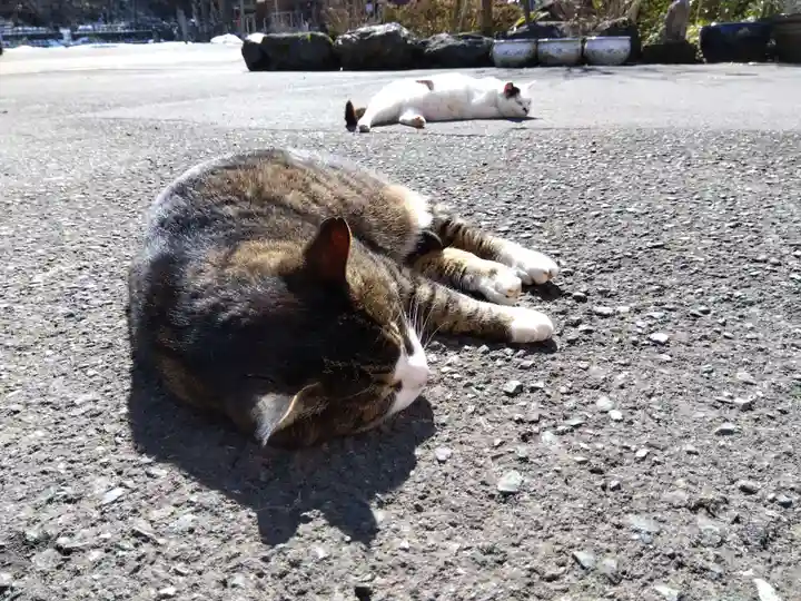 御誕生寺(猫寺)(福井県)