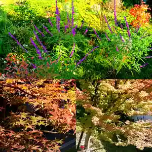 寿量山 速成寺の自然(2021年10月15日(金) 17時14分59秒投稿)